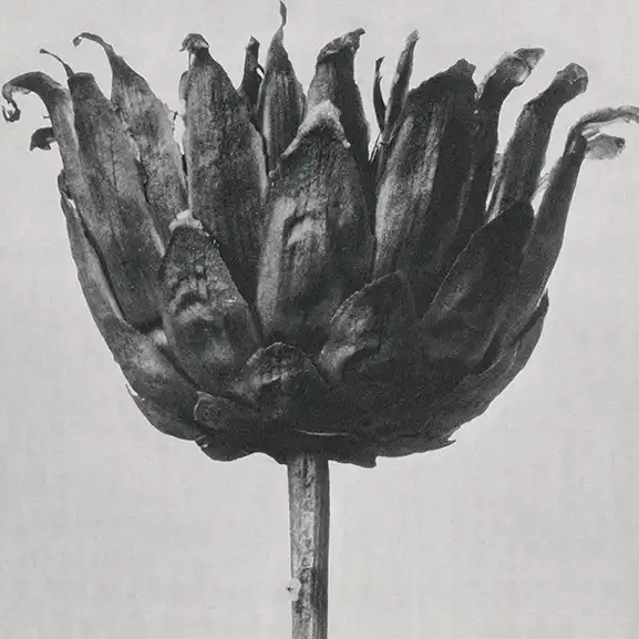 Flor em preto e branco